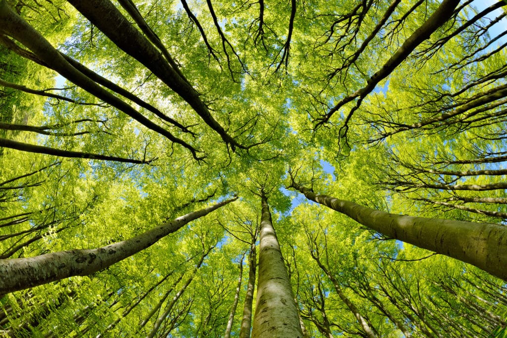 View looking up at tall trees with green leaves and branches forming a canopy against a blue sky.
